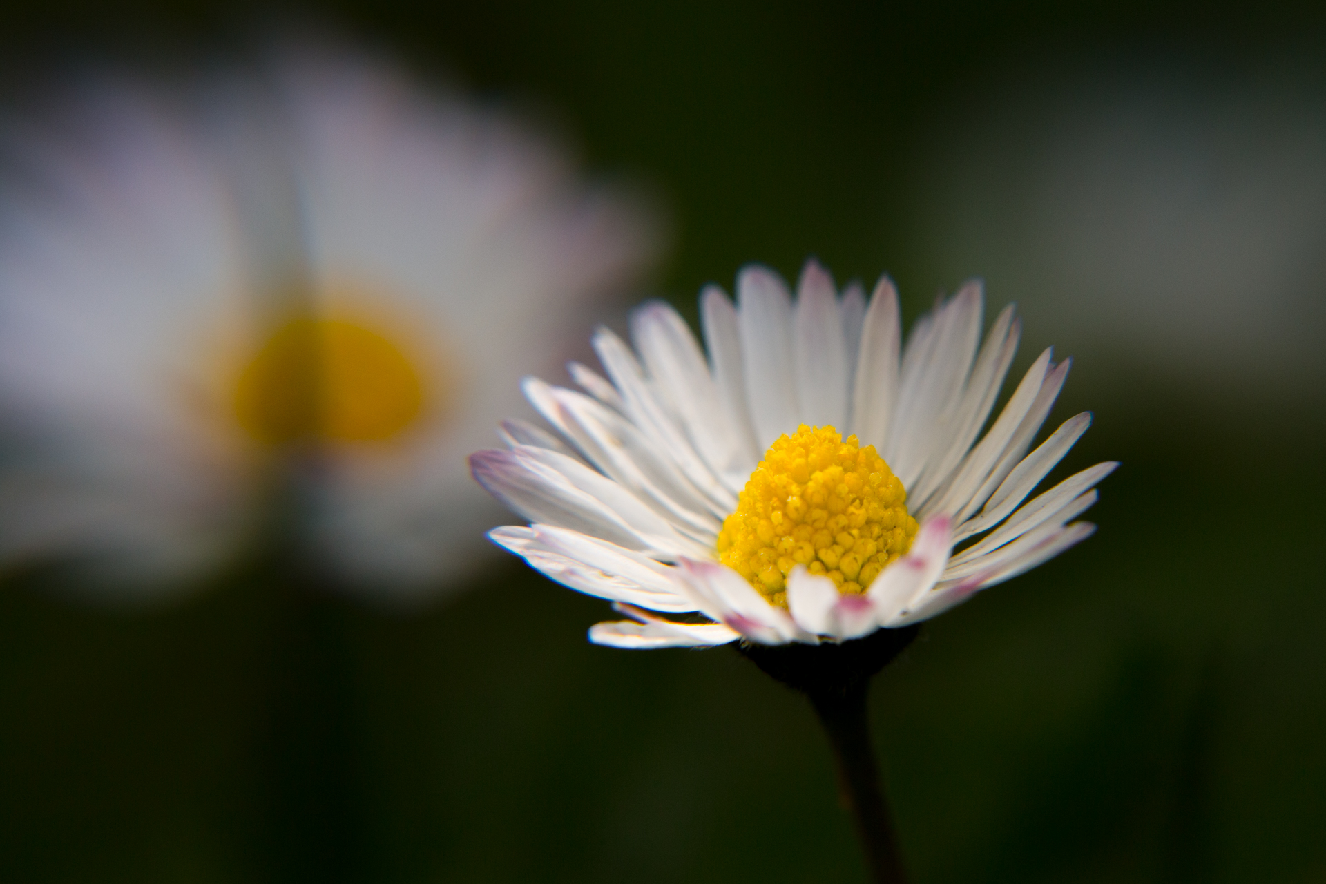 L' Oeil Noir Photographie